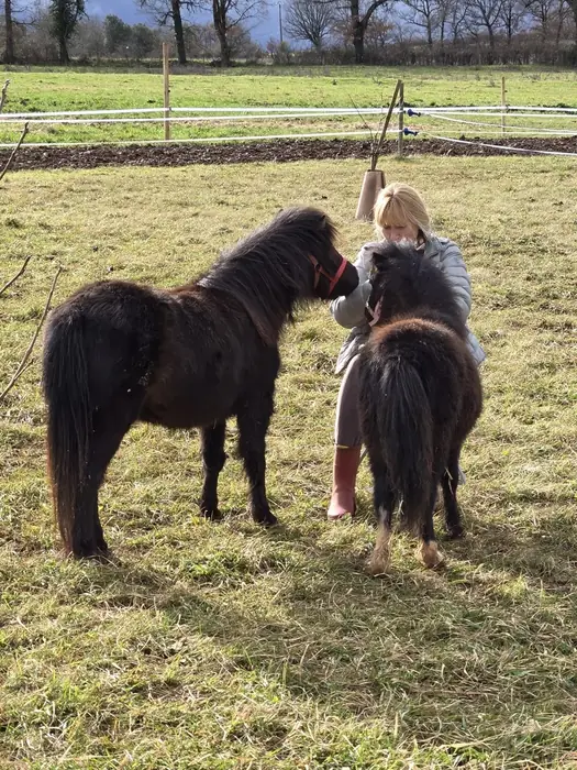 Two dark Falabella miniature horses being haltered by a person in a sunlit winter pasture.